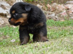 Cucciolata lettera F